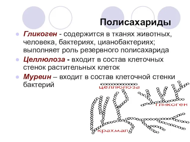 Полисахариды Гликоген - содержится в тканях животных, человека, бактериях, цианобактериях; выполняет роль