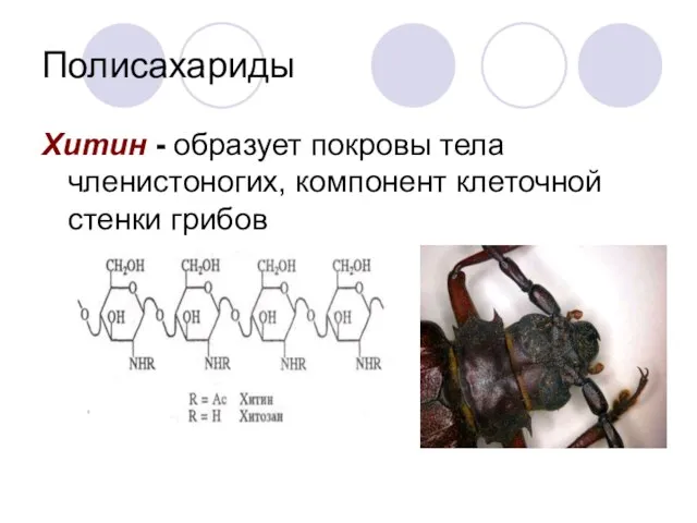 Полисахариды Хитин - образует покровы тела членистоногих, компонент клеточной стенки грибов