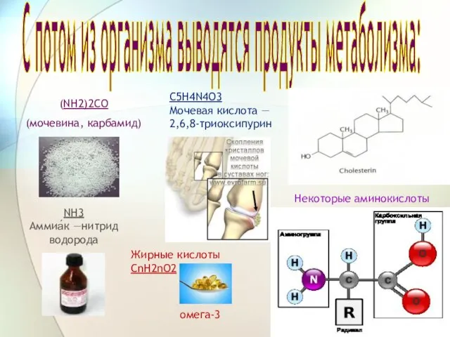С потом из организма выводятся продукты метаболизма: (NH2)2CO (мочевина, карбамид) C5H4N4O3 Мочевая