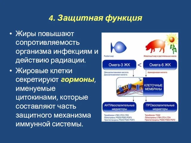 4. Защитная функция Жиры повышают сопротивляемость организма инфекциям и действию радиации. Жировые