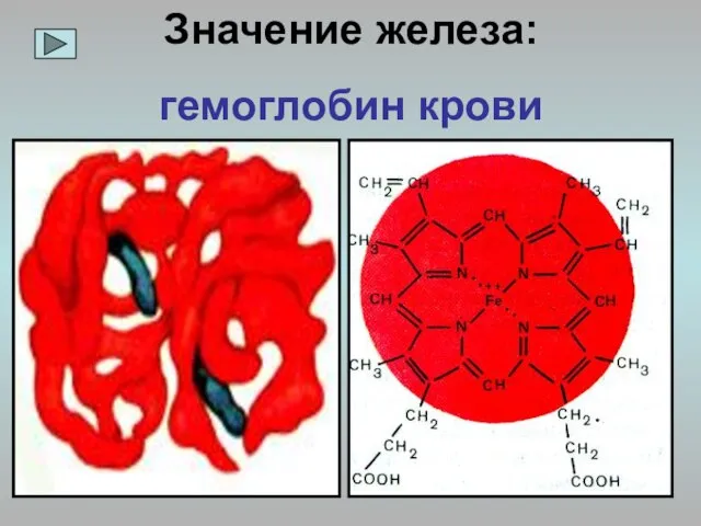 Значение железа: гемоглобин крови