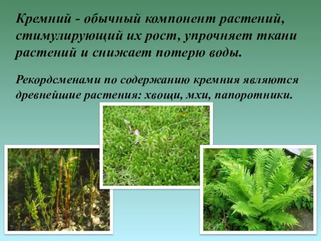 Кремний - обычный компонент растений, стимулирующий их рост, упрочняет ткани растений и