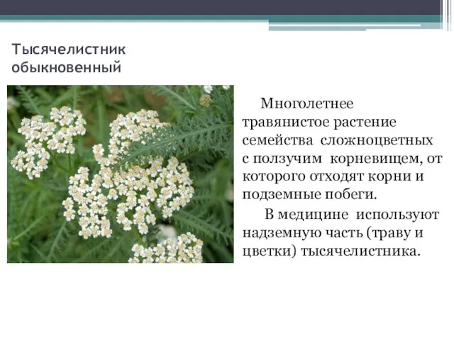 Тысячелистник обыкновенный Многолетнее травянистое растение семейства сложноцветных с ползучим корневищем, от которого