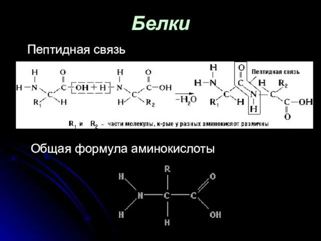 Белки Пептидная связь Общая формула аминокислоты