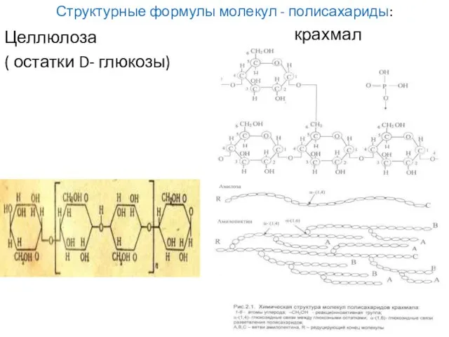 Структурные формулы молекул - полисахариды: Целлюлоза ( остатки D- глюкозы) крахмал