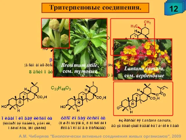 Тритерпеновые соединения. 12 А.М. Чибиряев "Биологически активные соединения живых организмов", 2009