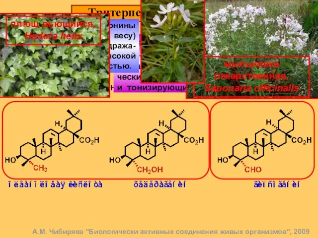 Тритерпеновые сапонины. 14 Это гликозиды, в состав которых входит тритерпеновая кислота (или