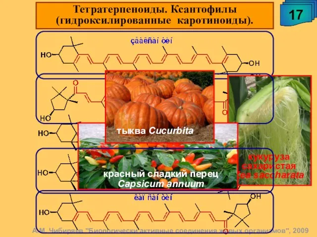 А.М. Чибиряев "Биологически активные соединения живых организмов", 2009 17 Тетратерпеноиды. Ксантофилы (гидроксилированные каротиноиды).