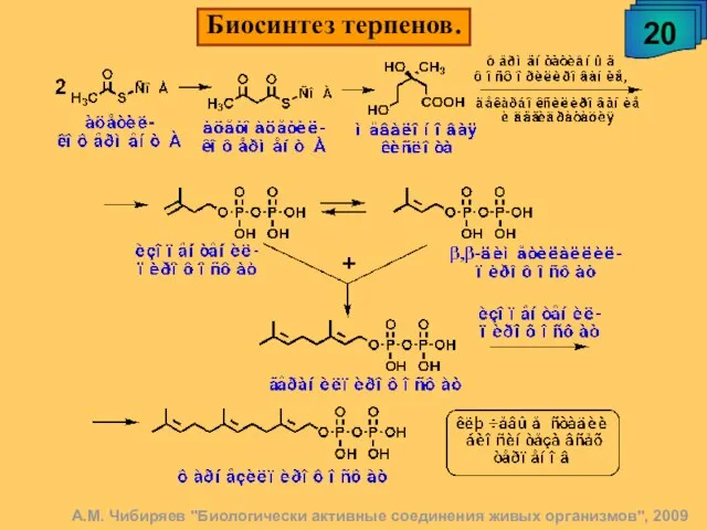 А.М. Чибиряев "Биологически активные соединения живых организмов", 2009 Биосинтез терпенов. 20