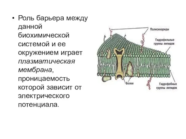 Роль барьера между данной биохимической системой и ее окружением играет плазматическая мембрана,