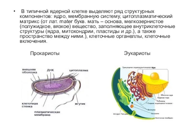 В типичной ядерной клетке выделяют ряд структурных компонентов: ядро, мембранную систему, цитоплазматический