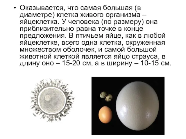 Оказывается, что самая большая (в диаметре) клетка живого организма – яйцеклетка. У