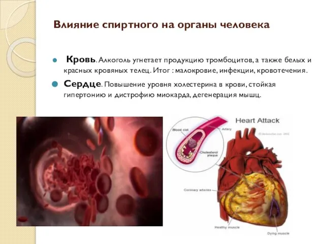 Влияние спиртного на органы человека Кровь. Алкоголь угнетает продукцию тромбоцитов, а также