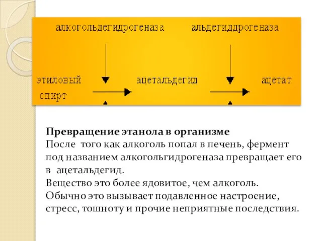 Превращение этанола в организме После того как алкоголь попал в печень, фермент