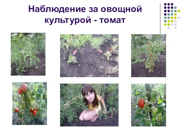 Наблюдение за овощной культурой - томат