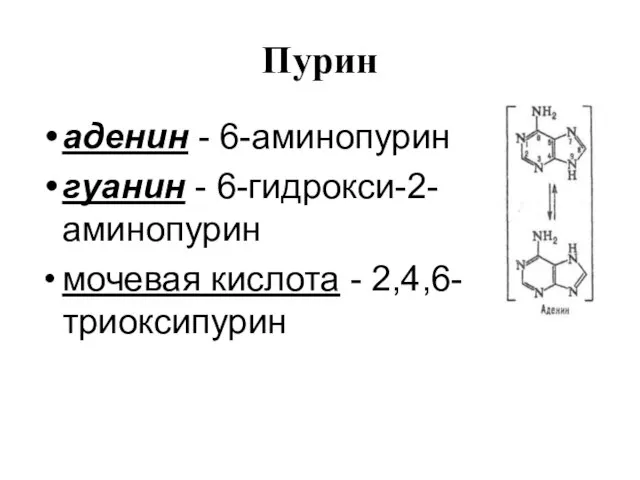Пурин аденин - 6-аминопурин гуанин - 6-гидрокси-2-аминопурин мочевая кислота - 2,4,6-триоксипурин