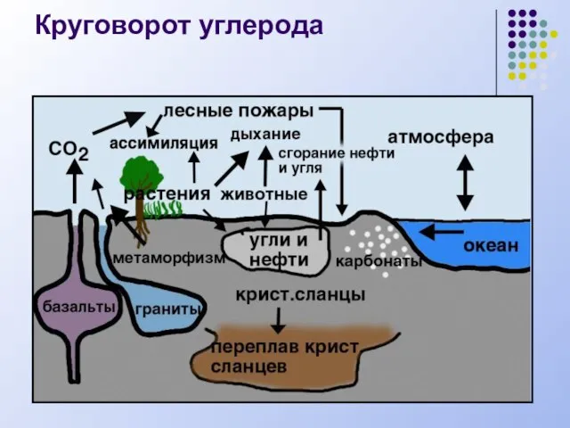 Круговорот углерода