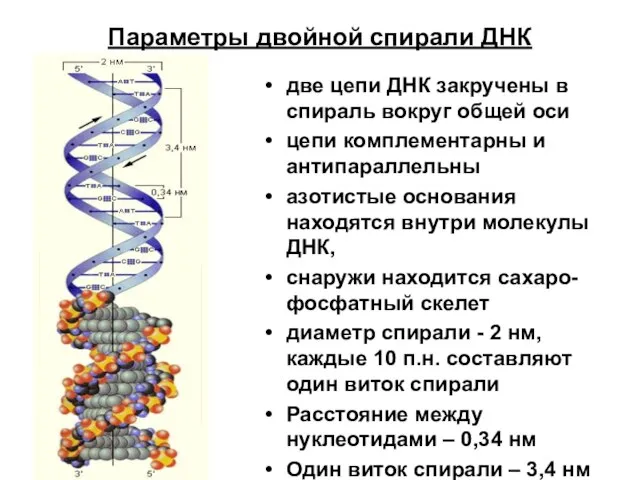 Параметры двойной спирали ДНК две цепи ДНК закручены в спираль вокруг общей