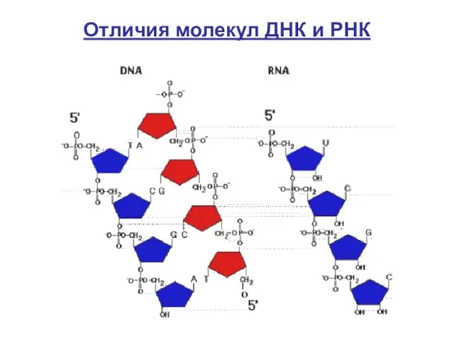 Отличия молекул ДНК и РНК