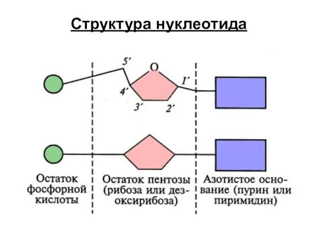 Структура нуклеотида