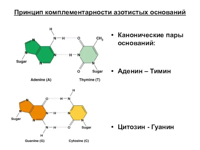 Принцип комплементарности азотистых оснований Канонические пары оснований: Аденин – Тимин Цитозин - Гуанин