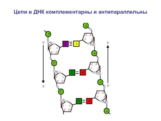 Цепи в ДНК комплементарны и антипараллельны