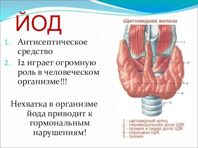 ЙОД Антисептическое средство I2 играет огромную роль в человеческом организме!!! Нехватка в
