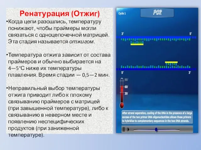 Ренатурация (Отжиг) Когда цепи разошлись, температуру понижают, чтобы праймеры могли связаться с