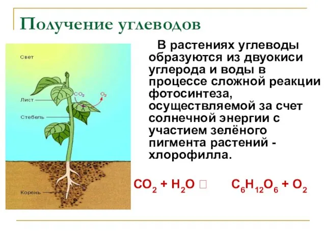 Получение углеводов В растениях углеводы образуются из двуокиси углерода и воды в