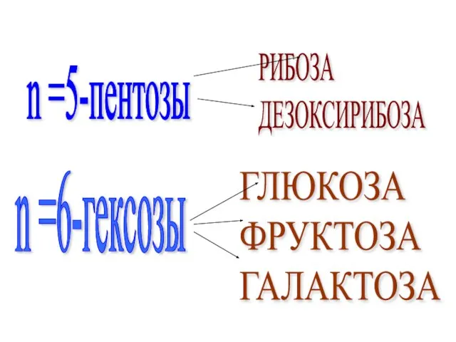 n =5-пентозы ГЛЮКОЗА ФРУКТОЗА ГАЛАКТОЗА n =6-гексозы РИБОЗА ДЕЗОКСИРИБОЗА