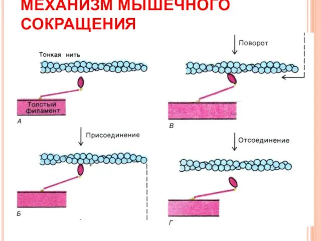 МЕХАНИЗМ МЫШЕЧНОГО СОКРАЩЕНИЯ