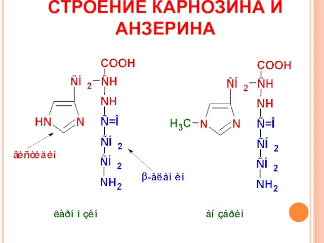 СТРОЕНИЕ КАРНОЗИНА И АНЗЕРИНА