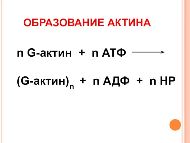 ОБРАЗОВАНИЕ АКТИНА n G-актин + n АТФ (G-актин)n + n АДФ + n НР