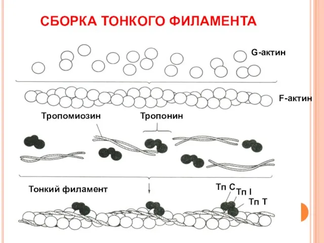 СБОРКА ТОНКОГО ФИЛАМЕНТА G-актин F-актин Тропонин Тропомиозин Тонкий филамент Тп С Тп Т Тп I