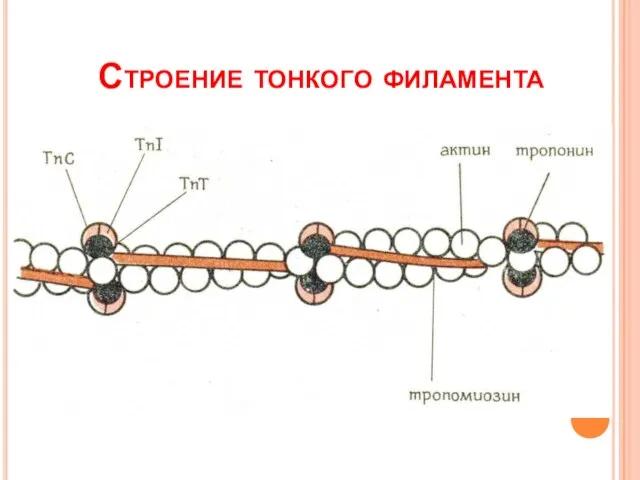 Строение тонкого филамента