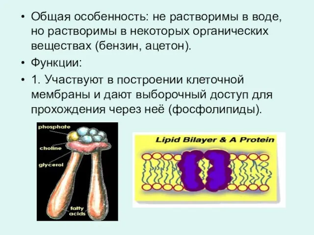 Общая особенность: не растворимы в воде, но растворимы в некоторых органических веществах