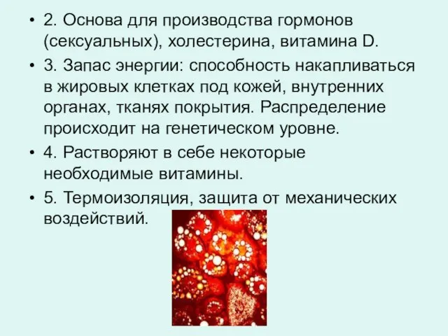 2. Основа для производства гормонов (сексуальных), холестерина, витамина D. 3. Запас энергии: