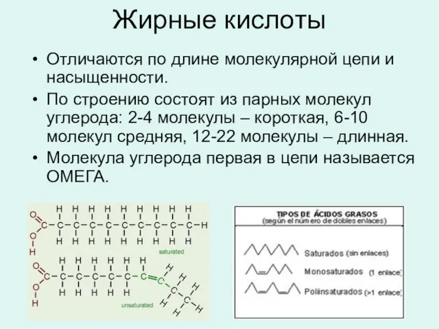 Жирные кислоты Отличаются по длине молекулярной цепи и насыщенности. По строению состоят