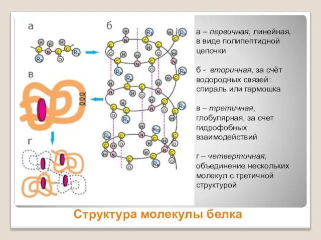 Структура молекулы белка а – первичная, линейная, в виде полипептидной цепочки б