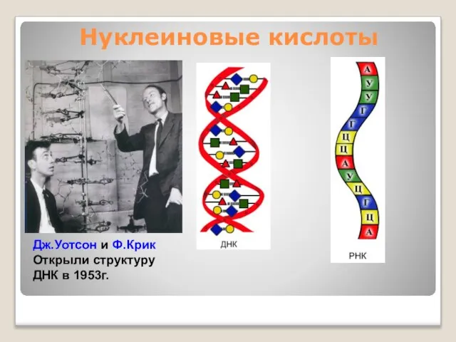 Нуклеиновые кислоты Дж.Уотсон и Ф.Крик Открыли структуру ДНК в 1953г.