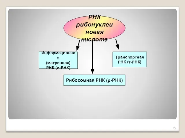 РНК рибонуклеиновая кислота Информационная (матричная) РНК (и-РНК) Транспортная РНК (т-РНК) Рибосомная РНК (р-РНК)