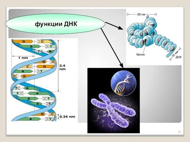 функции ДНК