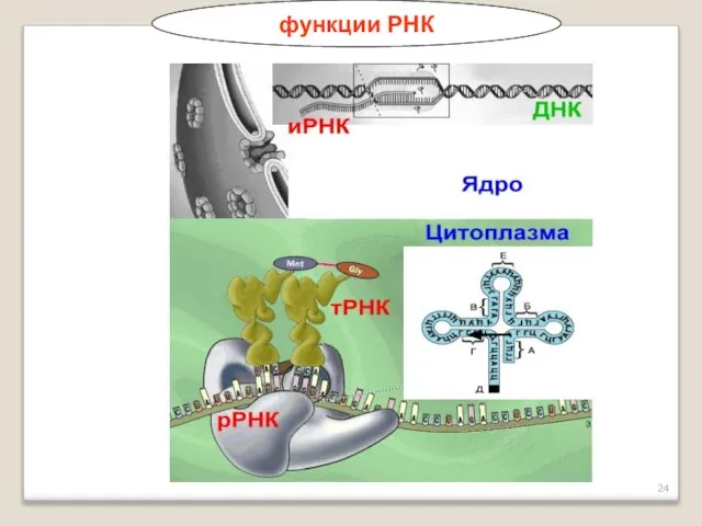 функции РНК