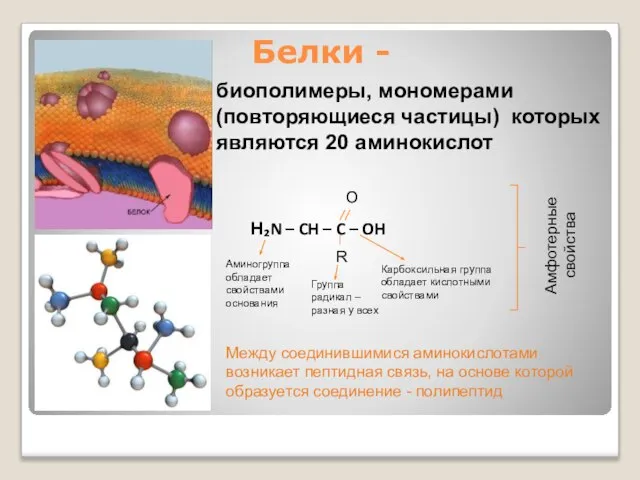 Белки - биополимеры, мономерами (повторяющиеся частицы) которых являются 20 аминокислот H₂N –