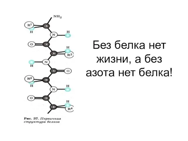 Без белка нет жизни, а без азота нет белка!