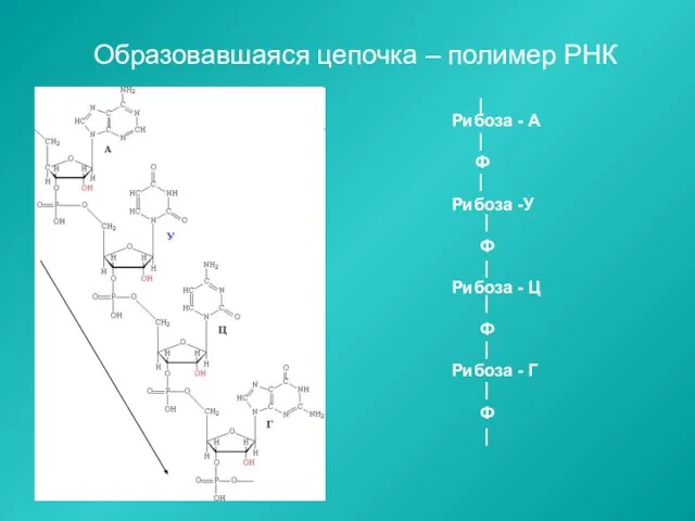 Образовавшаяся цепочка – полимер РНК Рибоза - А Ф Рибоза -У Ф