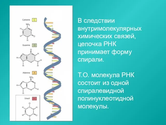 В следствии внутримолекулярных химических связей, цепочка РНК принимает форму спирали. Т.О. молекула