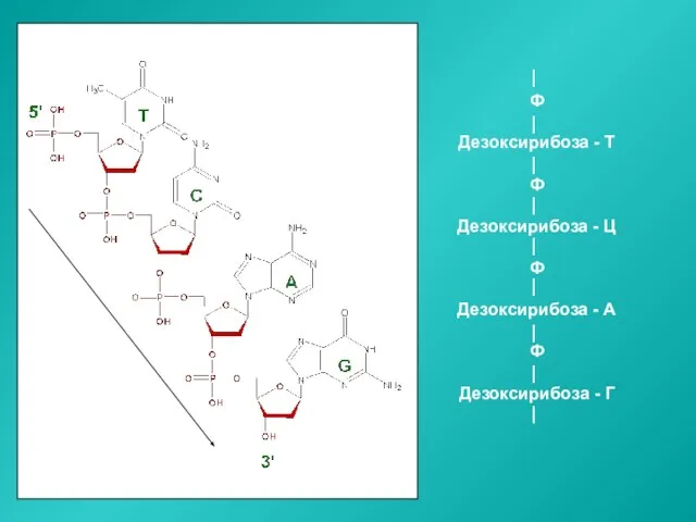 Ф Дезоксирибоза - Т Ф Дезоксирибоза - Ц Ф Дезоксирибоза - А Ф Дезоксирибоза - Г