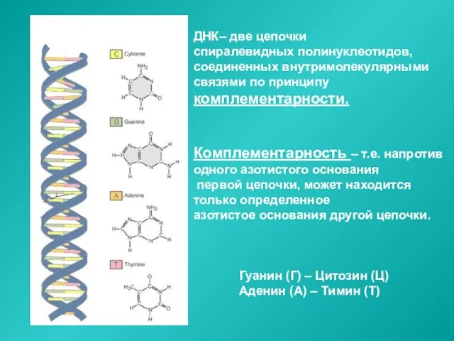 ДНК– две цепочки спиралевидных полинуклеотидов, соединенных внутримолекулярными связями по принципу комплементарности. Комплементарность