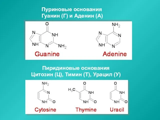 Пуриновые основания Гуанин (Г) и Аденин (А) Пиридиновые основания Цитозин (Ц), Тимин (Т), Урацил (У)